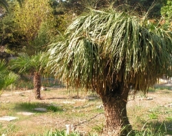 Typowa dla regionu roślinność śródziemnomorska